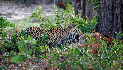 Female leopard on a kill in Botswana