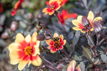 Bee pollinating Dahlia flowers. A striking wink dahlia bedding plant with its dark foliage