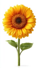 Obraz premium A single bright yellow sunflower with visible water droplets on its petals and leaves, isolated on a pure white background.