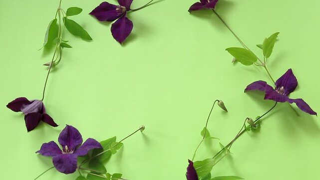 Isolated branch of clematis with petals on green