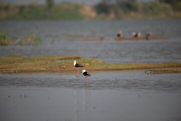 Two beautiful Black winged stilt wades gracefully in a shallow water, background is soft, muted grasses, like wetland.