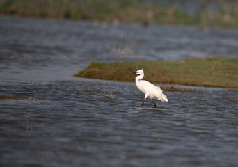 A beautiful action of a White egret standing on a wetland. The background is well blurred with water, wet land and green leaves.