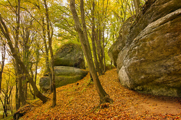 Autumn forest with yellowed trees and fallen leaves. Rock in the autumn forest