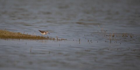 A beautiful Wood sandpiper wading in shallow water at a wetland with a blurred warm toned natural background.