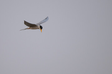A common river tern in mid flight with its wings fully spread, soaring over the sky. The background is well blurred with lush green and blue sky.