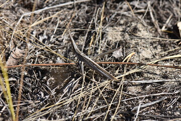 locust stick on the ground in the spring forest. Close-up
