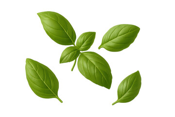 Naklejka premium Fresh green basil leaves ideal for culinary purposes or promoting healthy eating, against a clear background