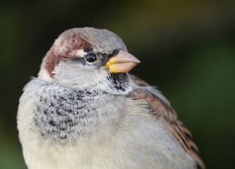 Close-up portrait of a cute young male house sparrow against dark blurred background.