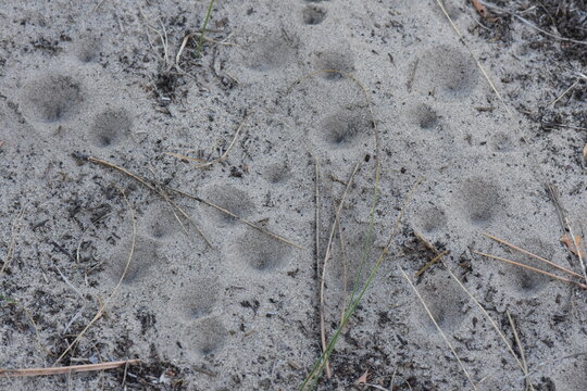 Antlion insect in sand, sand texture background. Macro shot