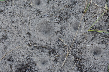 Antlion insect in sand, sand texture background. Macro shot