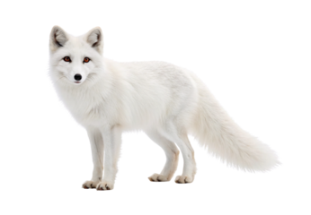 A white arctic fox standing alert with bushy tail extended, isolated on a transparent background