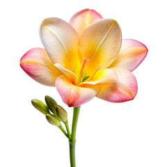 A delicate pink and yellow freesia flower with buds