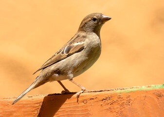 Side Profile Portrait of a Female House Sparrow Perched on Weathered Wood