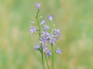 Rampion bellflower plant with purple blue flowers in late spring, Campanula rapunculus