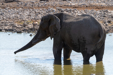 Telephoto shot of one giant African Elephant -Loxodonta Africana- drinking from a waterhole in Etosha National Park, Namibia.
