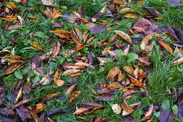 Close-up view of fallen autumn leaves lying on wet green grass. Natural texture with rich colors and organic patterns.