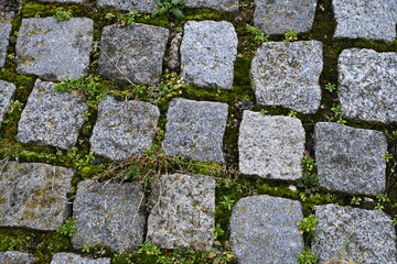 Close-up texture of old cobblestone pavement with moss growing between the stones. Natural pattern suitable as background or texture.