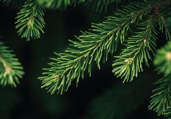 close up of pine needles