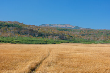 草紅葉に染まる雨竜沼湿原と木道の秋景色（北海道）