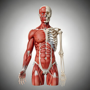 Human Body Anatomy Showing Muscles and Skeleton Structure