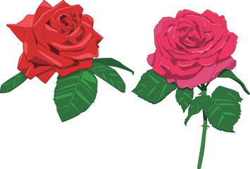 赤色とピンク色のバラ