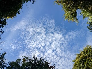 Altocumulus Clouds and Bright Sky with Tree Border