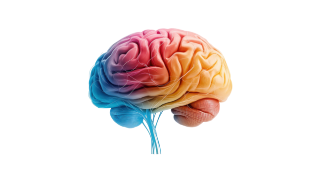 Colorful Human Brain Illustration on Transparent Background