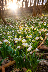 Obraz premium Thousands of white Spring Snowflake flowers (Leucojum vernum) growing on a forest ground in Iserlohn (Sauerland Germany) back lit by bright low sun. Scenery with early bloomers in spring season.
