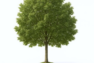Obraz premium Isolated tree with green foliage and a sturdy trunk against a clean white background, ideal for design elements