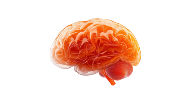 Human Brain Illustration on Transparent Background