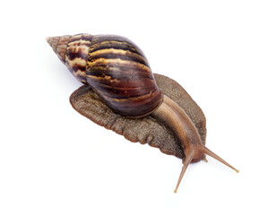 Achatina fulica or Lissachatina fulica. Giant African land snail are crawling or moving slowly isolated on white background.