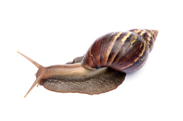 Achatina fulica or Lissachatina fulica. Giant African land snail are crawling or moving slowly isolated on white background.
