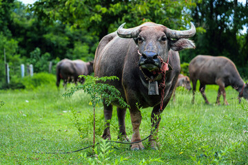 Obraz premium Asian Water Buffalo, a large water buffalo with impressive horns, looks calmly forward in a bright green grassland.