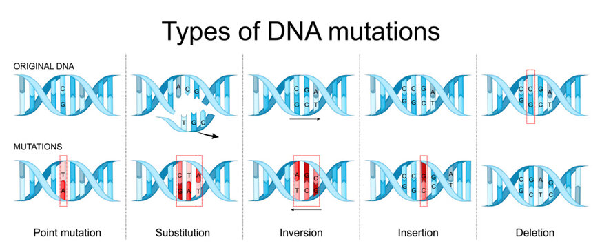 ypes of DNA mutations. Comparison of Original DNA and DNA with Mutations