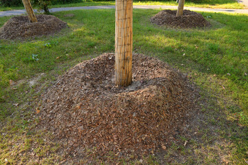 Insulation of tree roots and trunks with wood chips and sawdust