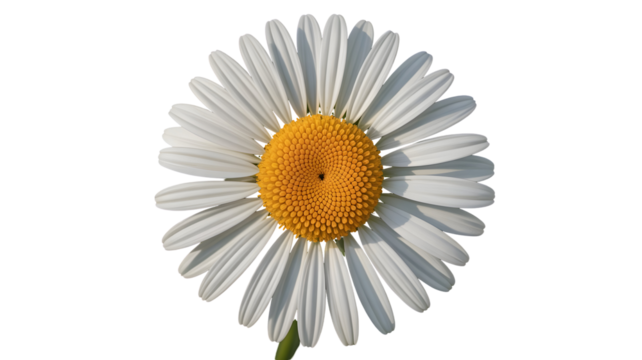 Delicate daisy with pristine white petals and vibrant yellow center brings a feeling of summer joy and natural beauty, perfect for uplifting designs