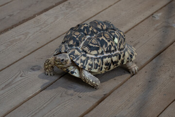 The little turtle walks on the floor