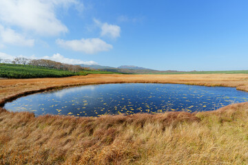 Autumn Marsh Pond and Golden Grass at Uryu-numa Wetland, Hokkaido, Japan