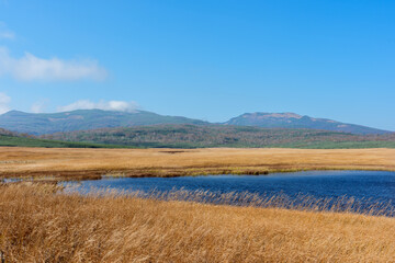 Autumn Marsh Pond and Golden Grass at Uryu-numa Wetland, Hokkaido, Japan