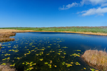 雨竜沼湿原の草紅葉と池塘が広がる秋景色（北海道）