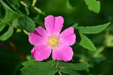 a single Pink Wild Rose flower with Green Leaves