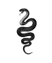 Fototapeta premium Serpentine Silhouette: An intricately detailed illustration of a serpent, rendered in stark black and white, coils gracefully, showcasing the creature's mesmerizing form.