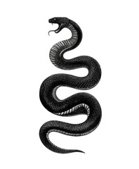 Obraz premium Serpentine Silhouette: An elegant and ominous illustration of a coiled snake, exuding an air of mystique and the raw power of nature.