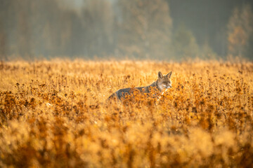 Red fox (Vulpes vulpes) captured in its natural habitat, alert and observing its surroundings. The detailed close-up highlights its reddish fur, sharp features and expressive eyes.