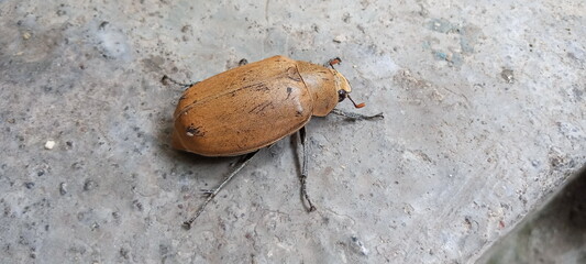 A brown beetle is looking for food