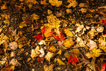 Autumn Leaf Ground Texture With Colorful Fall Foliage