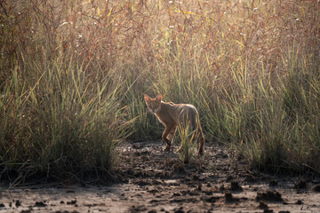 The Jungle Cat: A Common Rarity | Felis chaus | Wild Cat | Habitat Shot | Velavadar Blackbuck National Park 