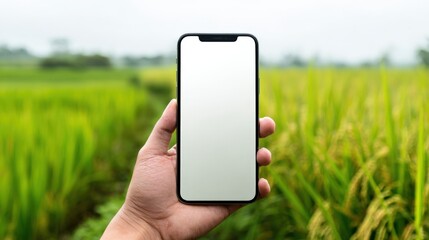 Hand Holding Smartphone with Blank Screen in Rural Paddy Field - Agriculture Technology Concept