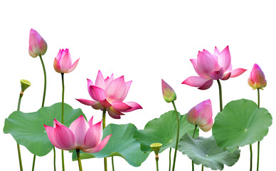 Botanical pink lotus flower and buds with green leaves in nature background