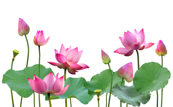 Botanical pink lotus flower and buds with green leaves in nature background